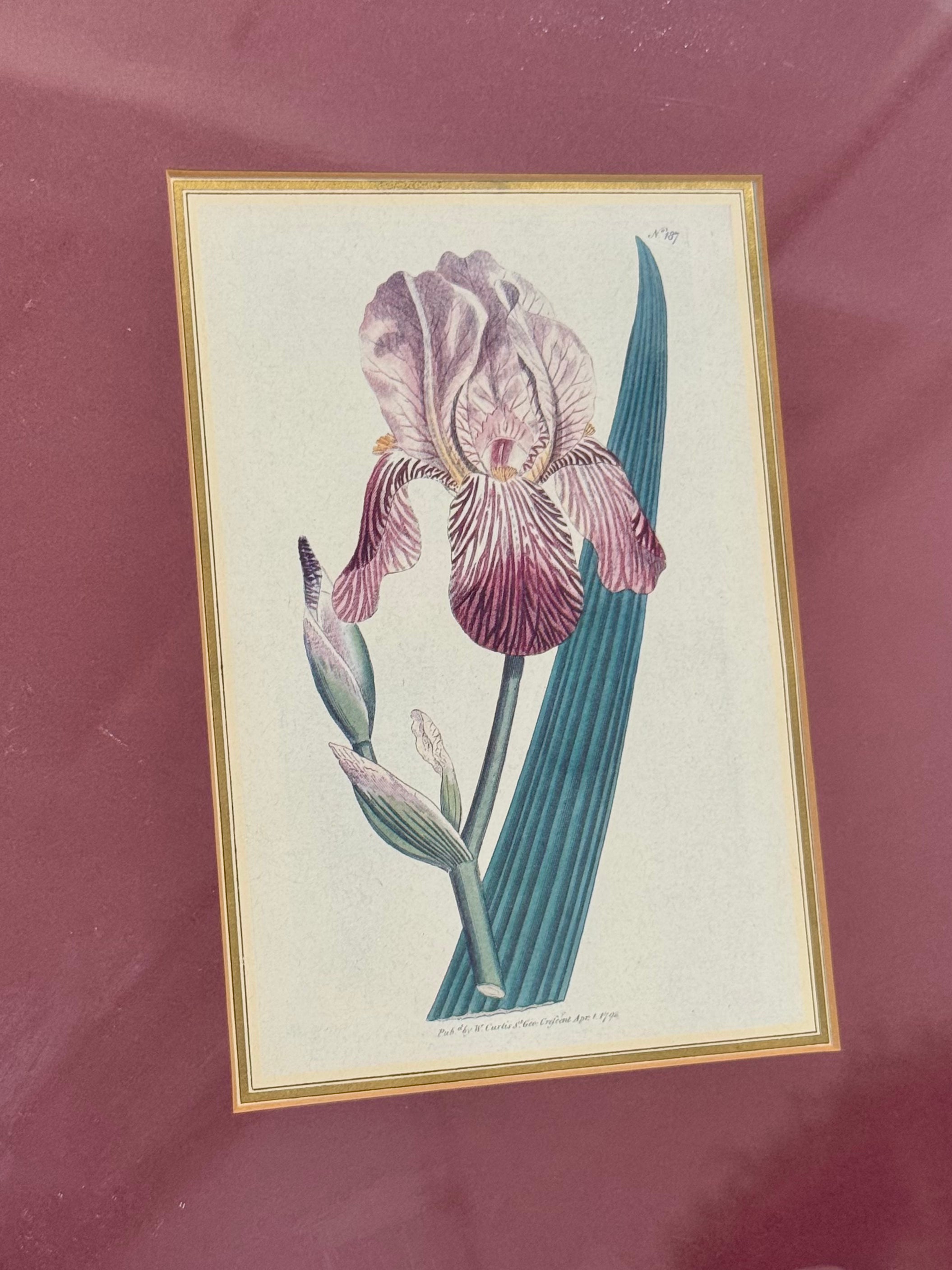 Framed Botanical Print