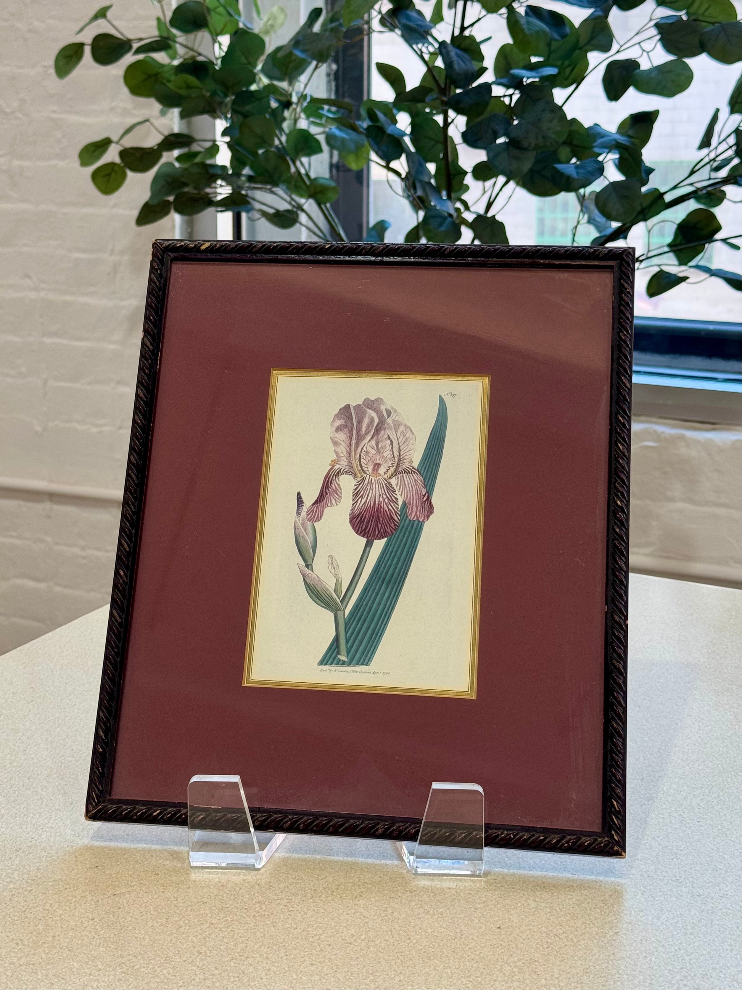 Framed Botanical Print
