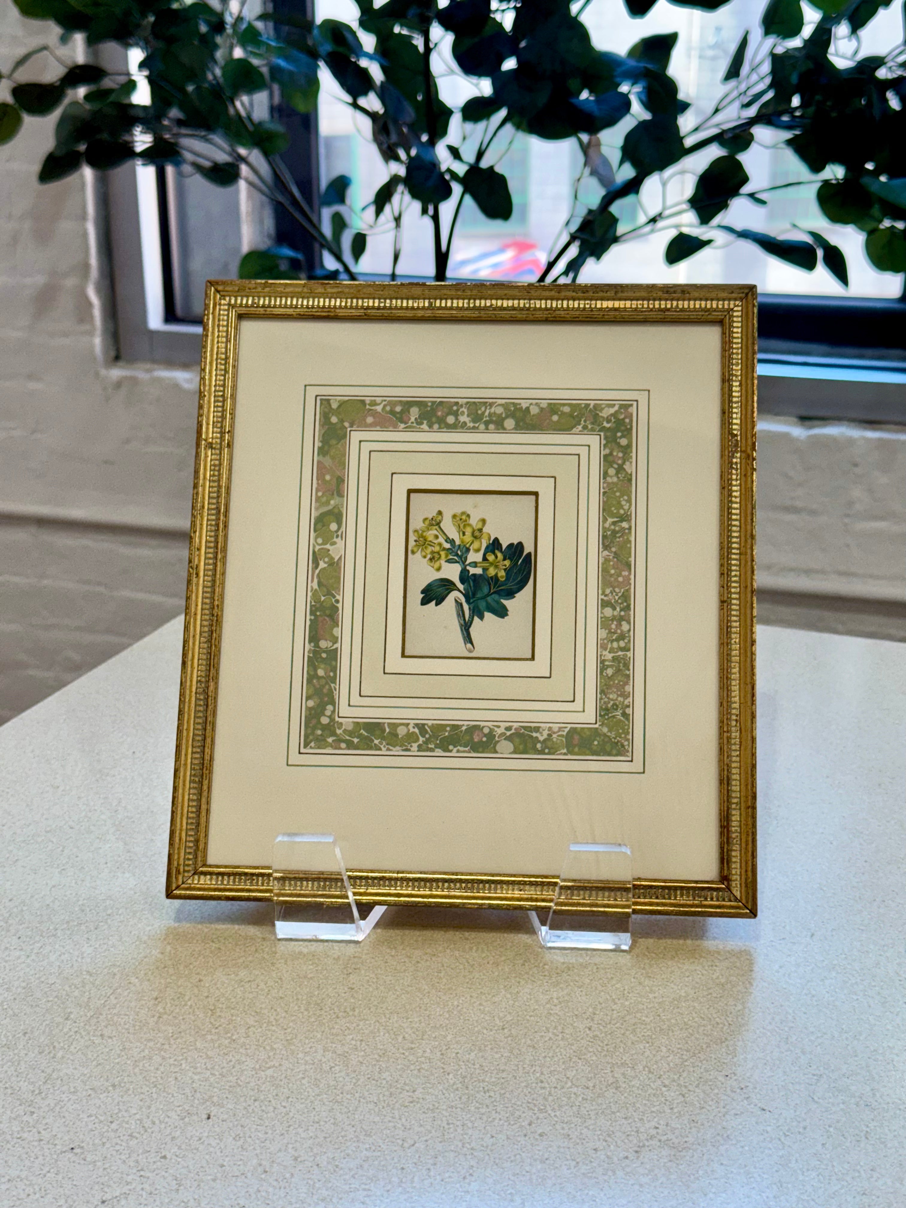 Framed Botanical Print