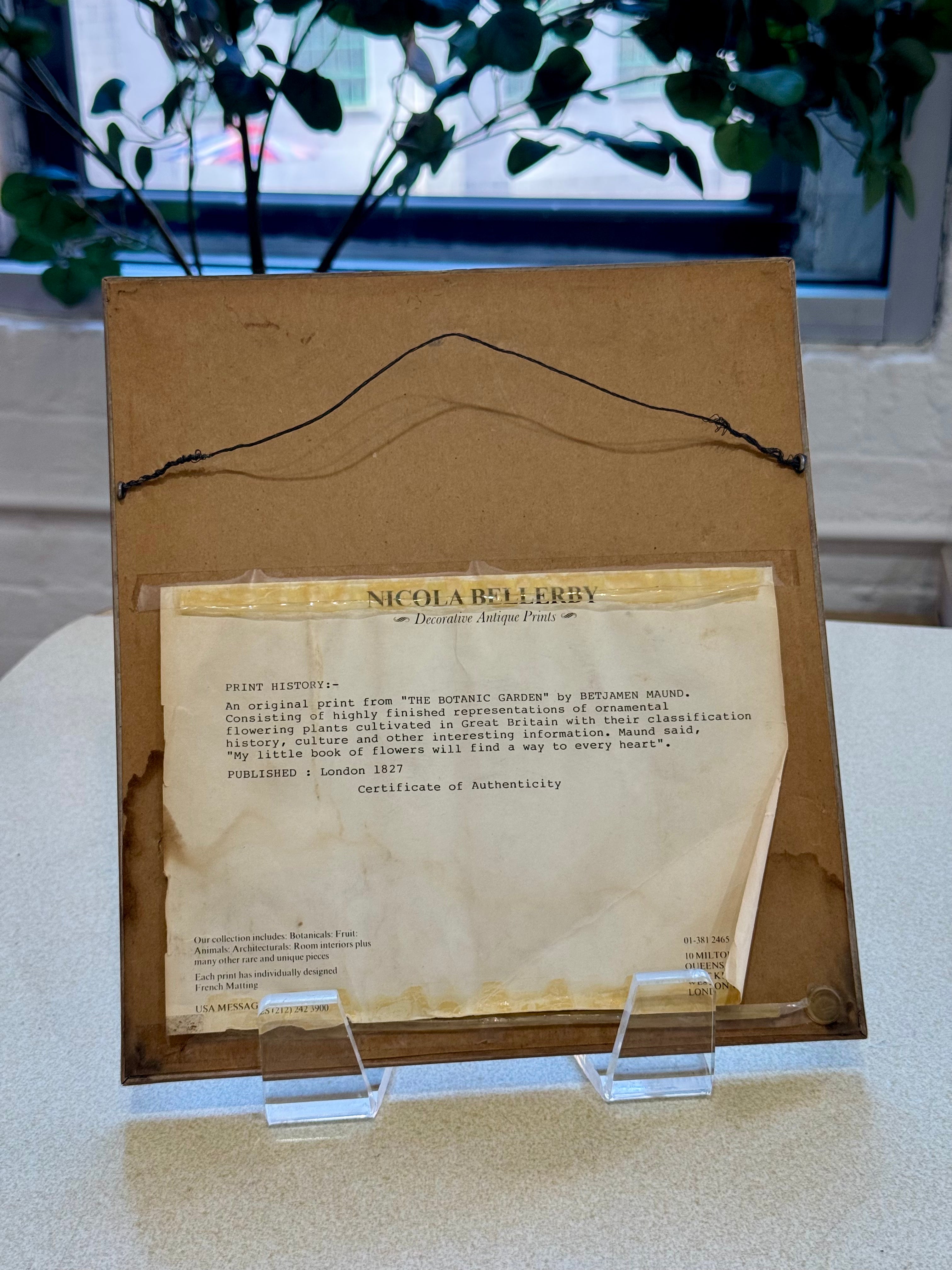 Framed Botanical Print