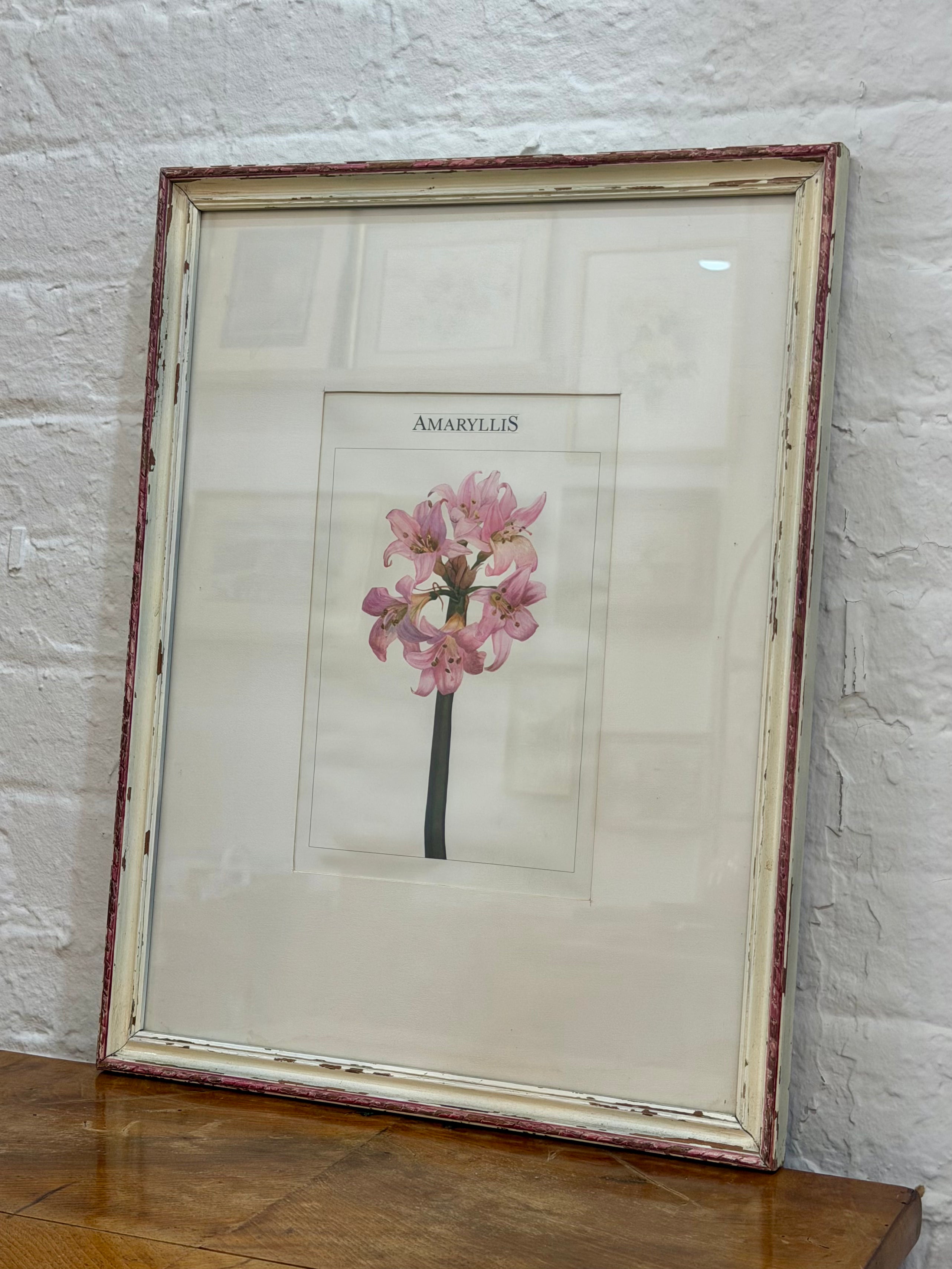 Framed Amaryllis Botanical Print