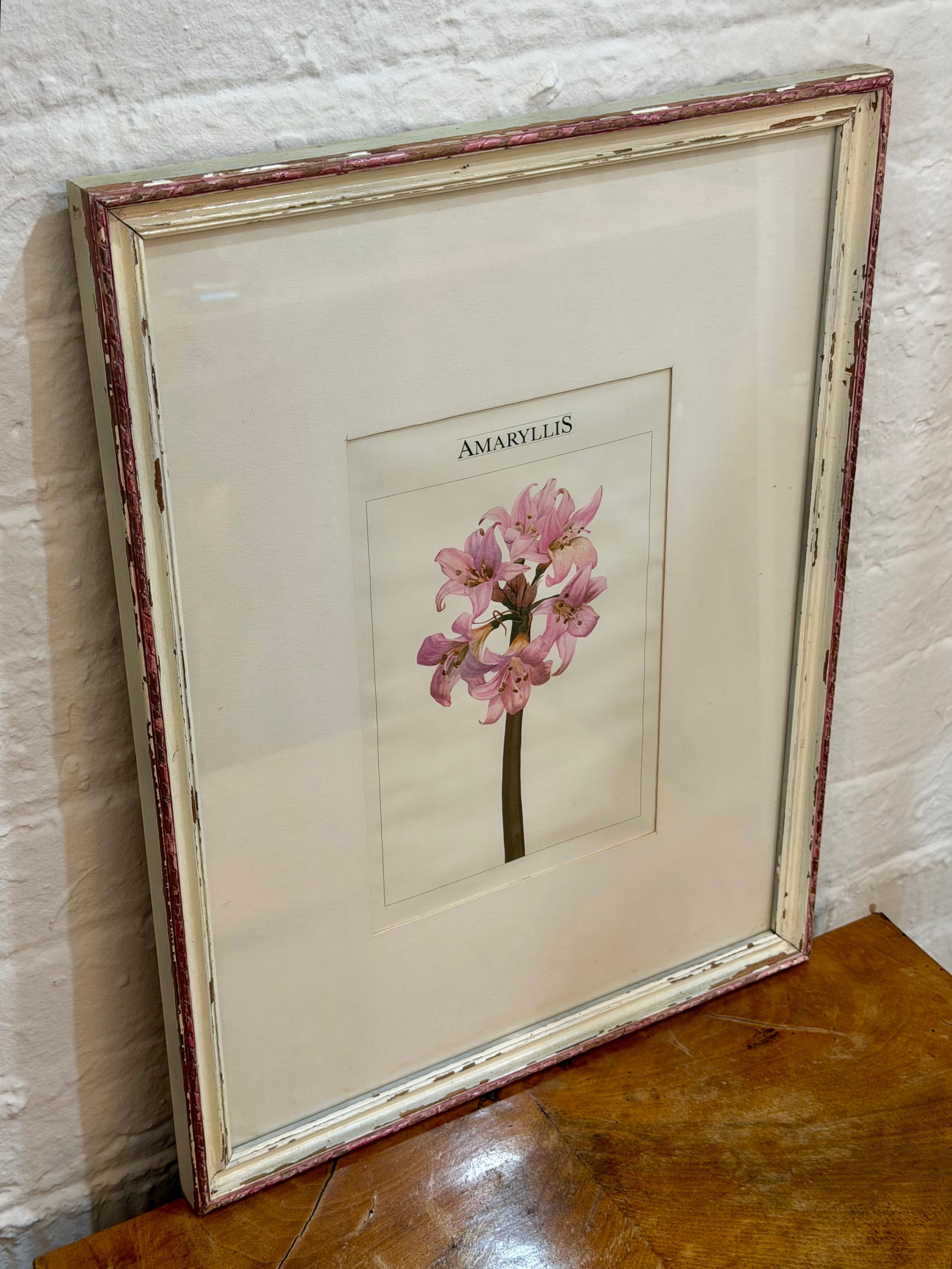 Framed Amaryllis Botanical Print