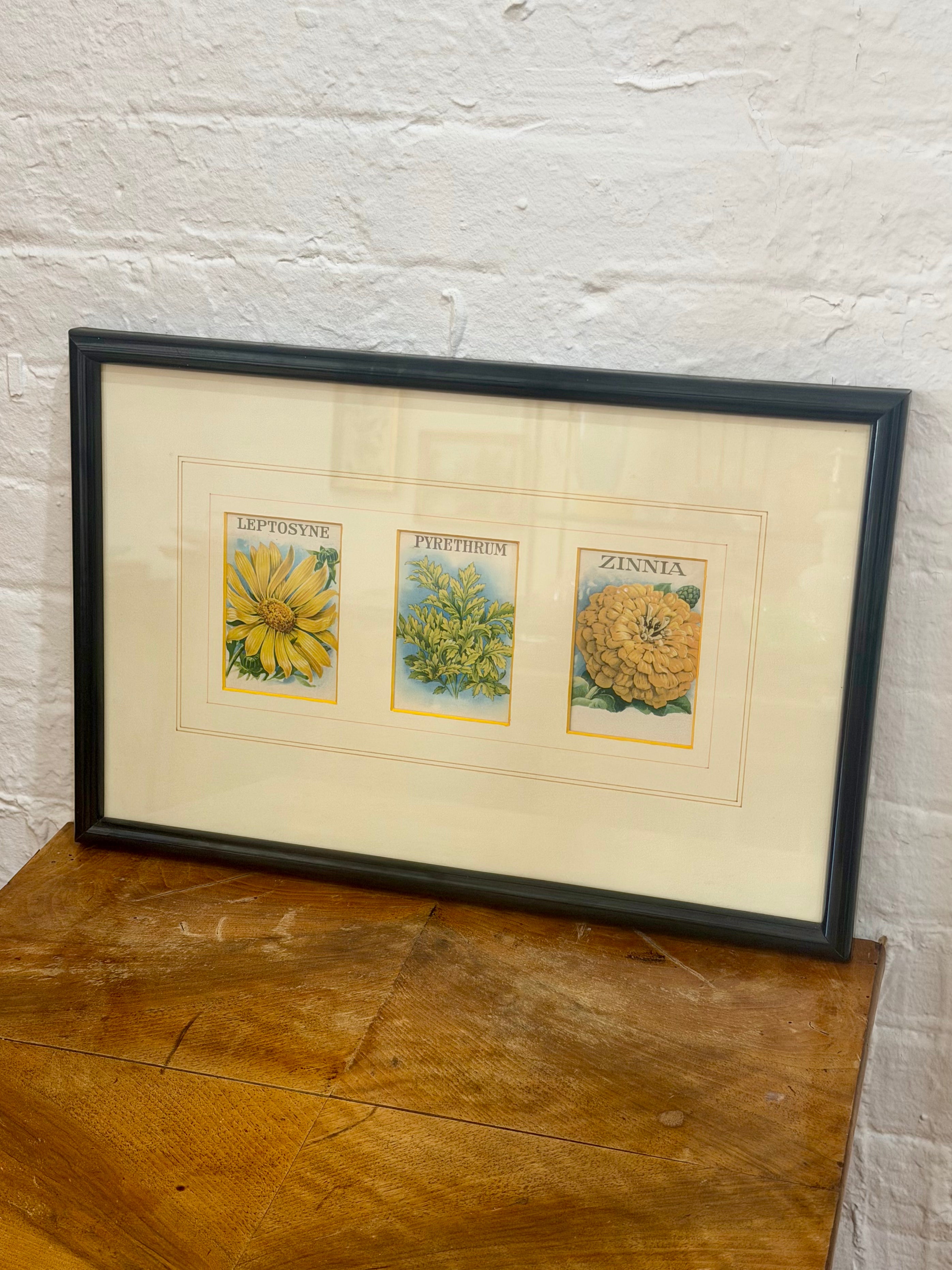 Framed Botanical Trio Print - Leptosyne, Pyrethrum, Zinnia