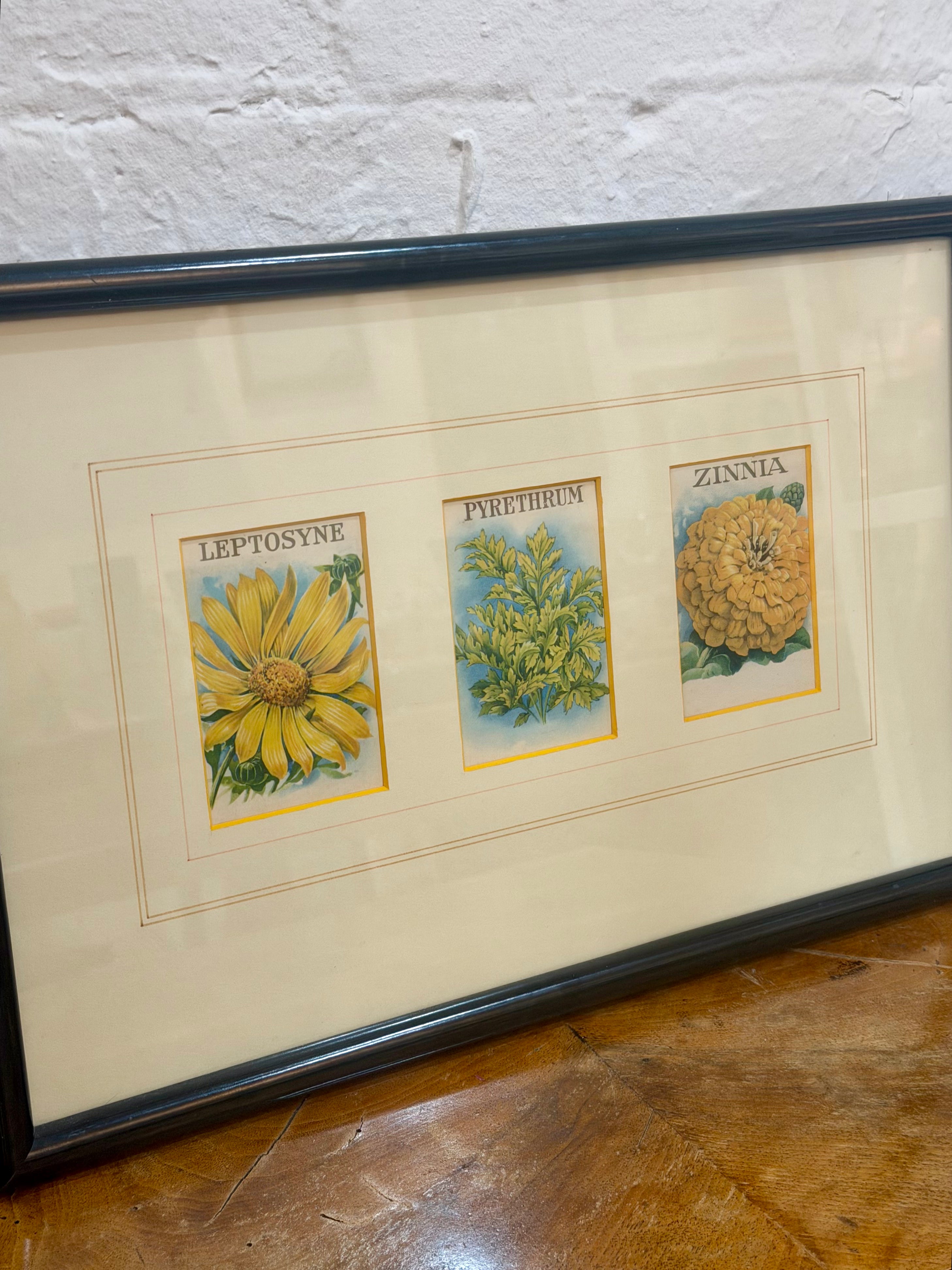 Framed Botanical Trio Print - Leptosyne, Pyrethrum, Zinnia