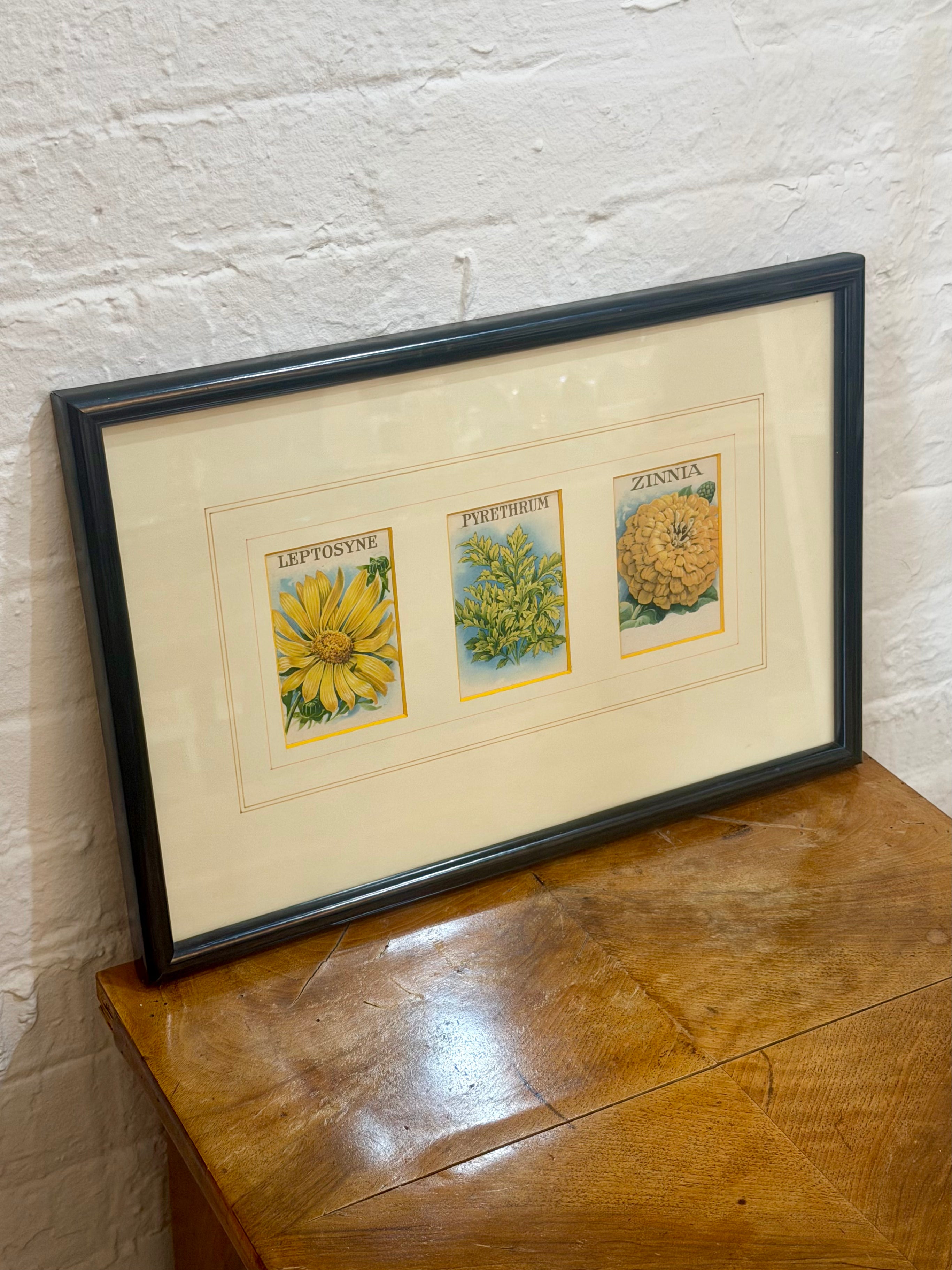 Framed Botanical Trio Print - Leptosyne, Pyrethrum, Zinnia